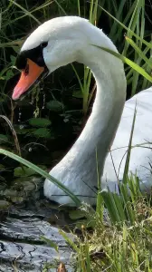 Leentje 02 Zwanenhals